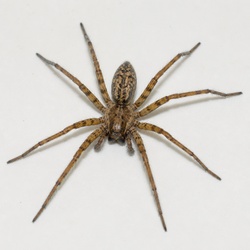 Hobo Spider Identification Guide