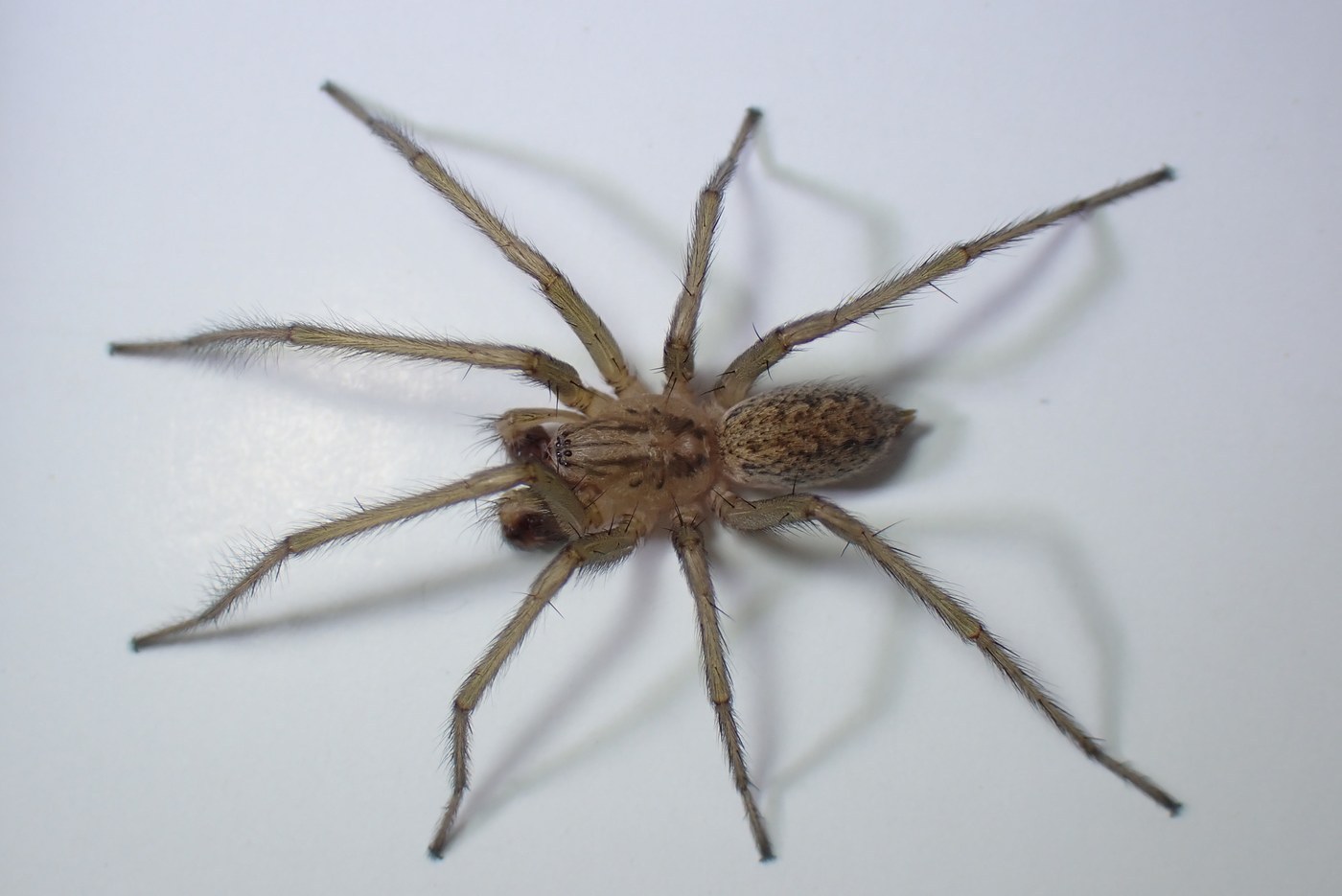 Hobo Spider