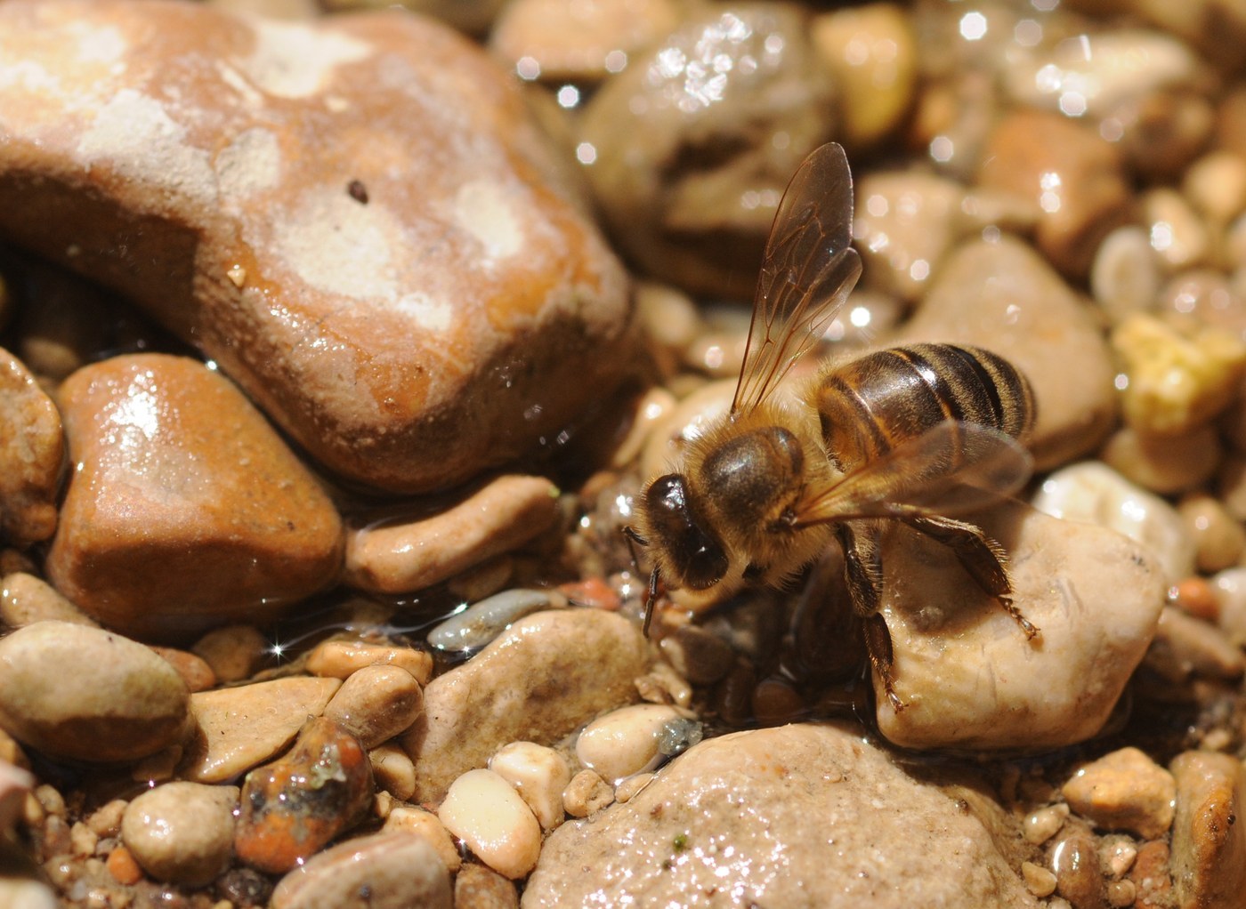 Honey Bee