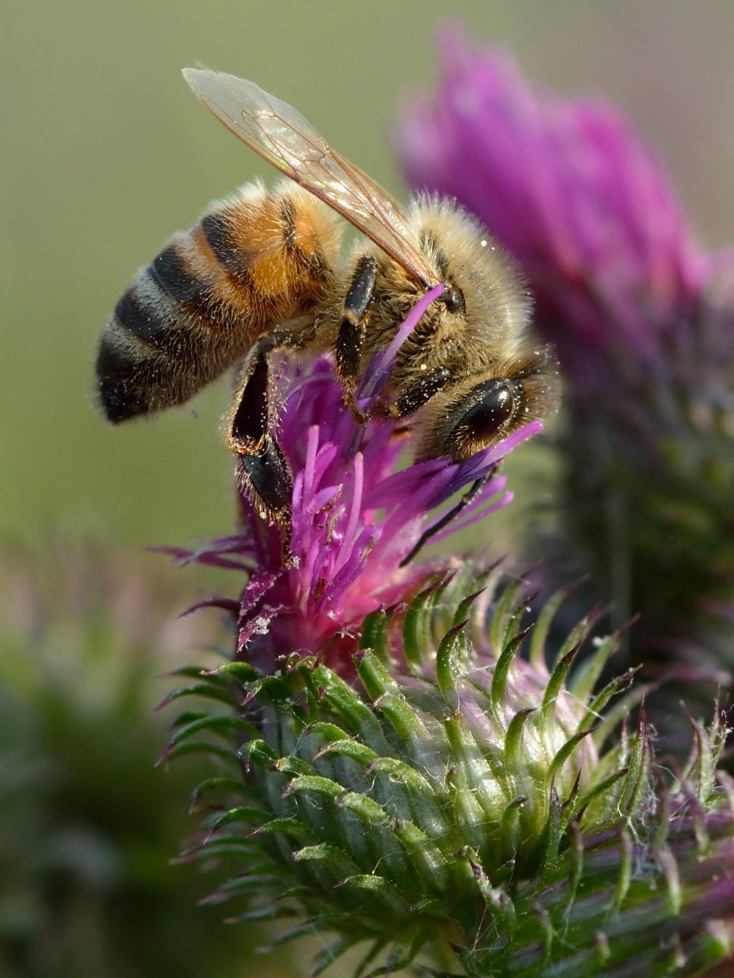 Honeybee