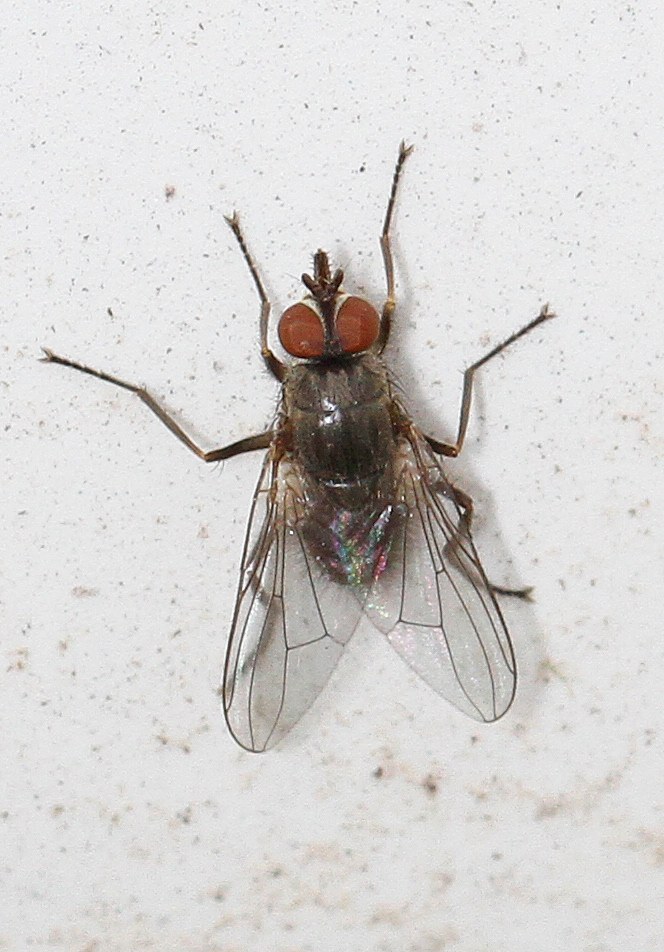 Horn Fly