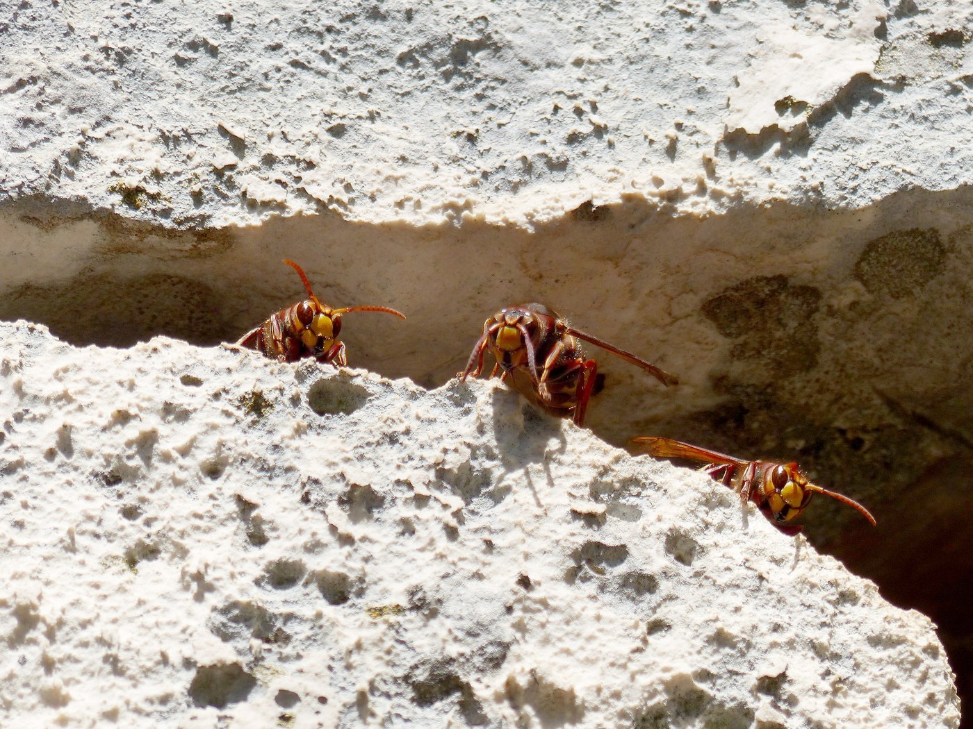 Hornet