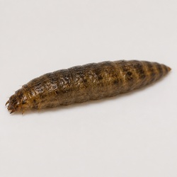 Horse Fly Larva Identification Guide