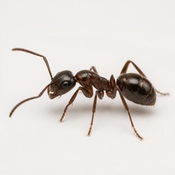 House Ant Identification Guide