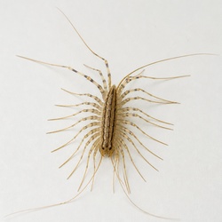 House Centipede Identification Guide
