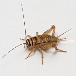 House Cricket Identification Guide