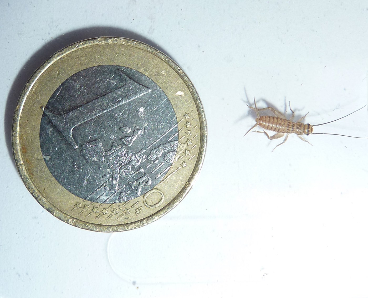 House Cricket