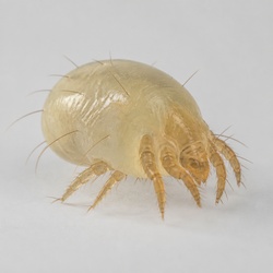 House Dust Mite Identification Guide