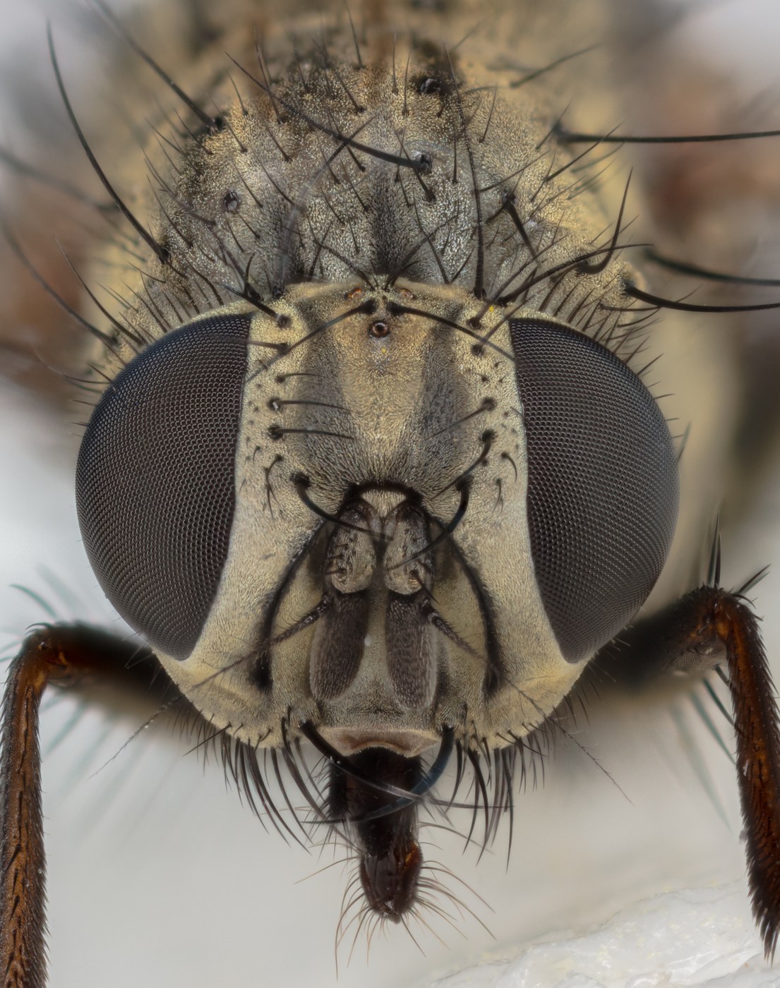 House Fly