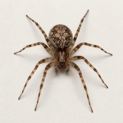 House Spider Identification Guide