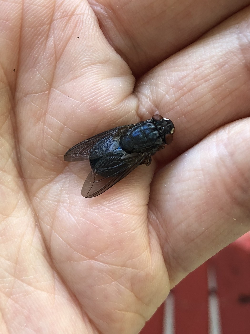 Human Bot Fly