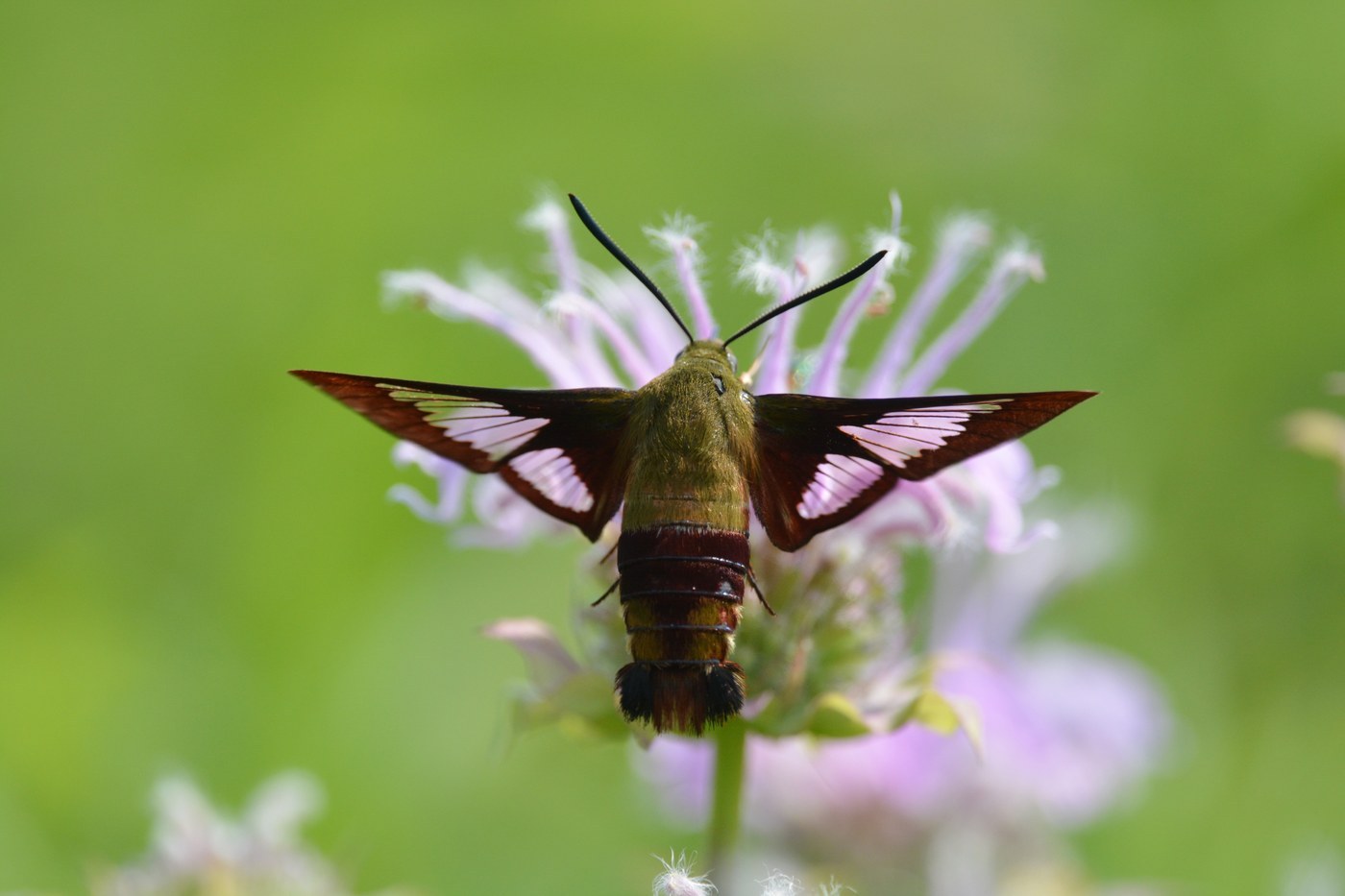 Hummingbird Clearwing Moth