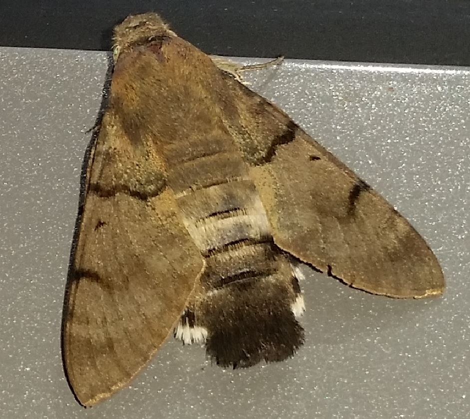Hummingbird Hawk-Moth