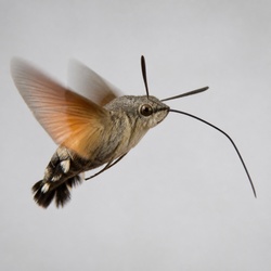 Hummingbird Moth Identification Guide