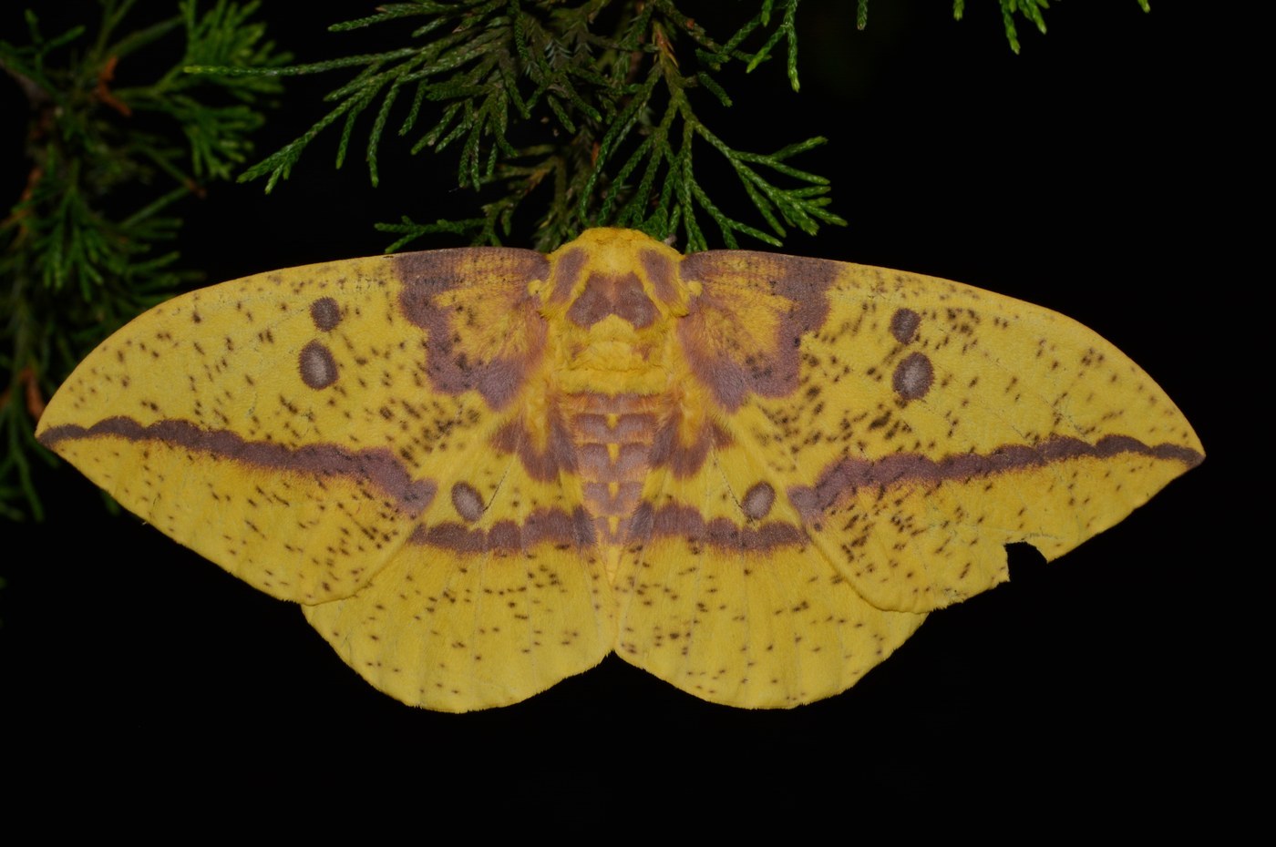 Imperial Moth
