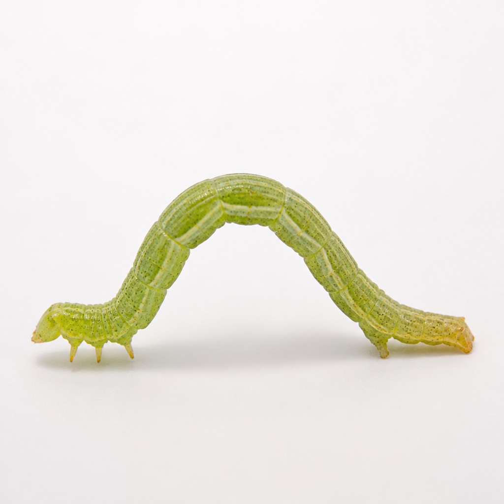 Inchworm (Geometridae spp.)