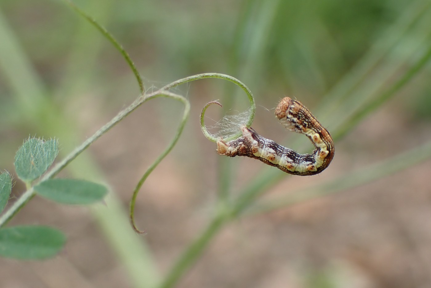 Inchworm