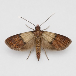 Indian Meal Moth Identification Guide