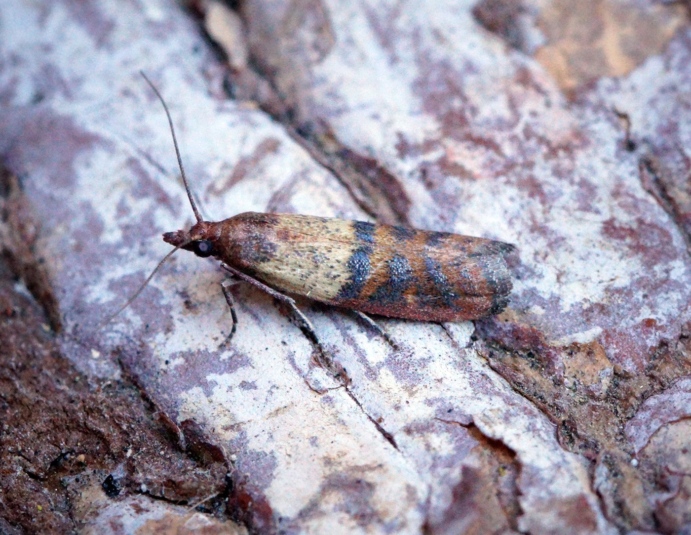 Indian Meal Moth