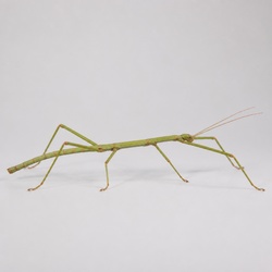 Indian Stick Insect Identification Guide