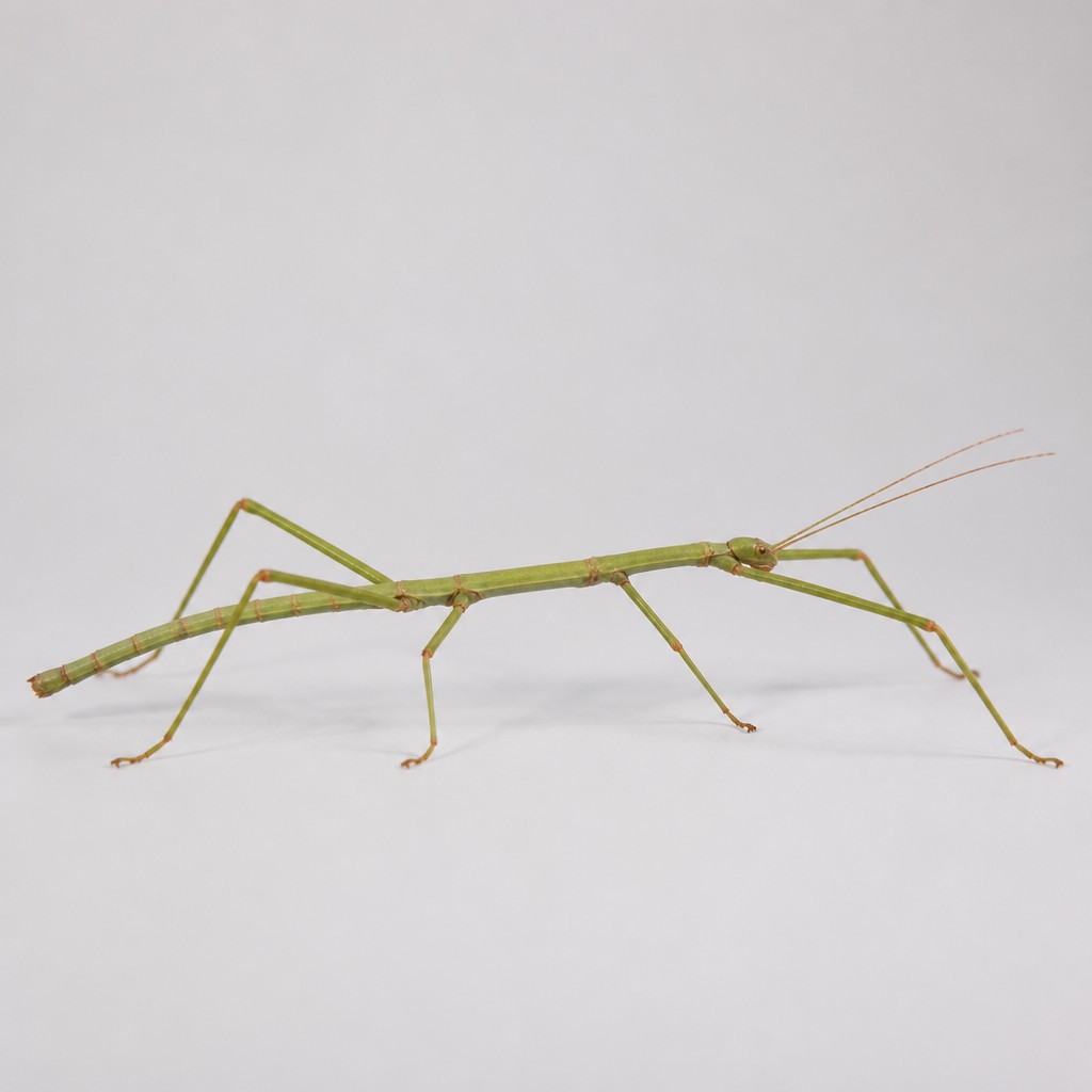 Indian Stick Insect