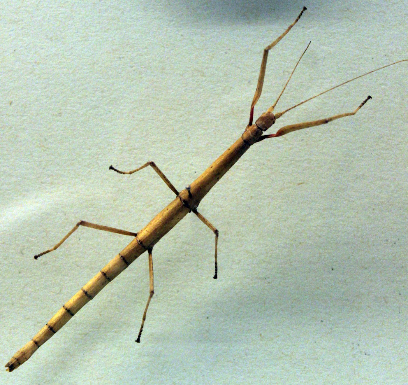 Indian Stick Insect