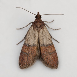 Indianmeal Moth Identification Guide