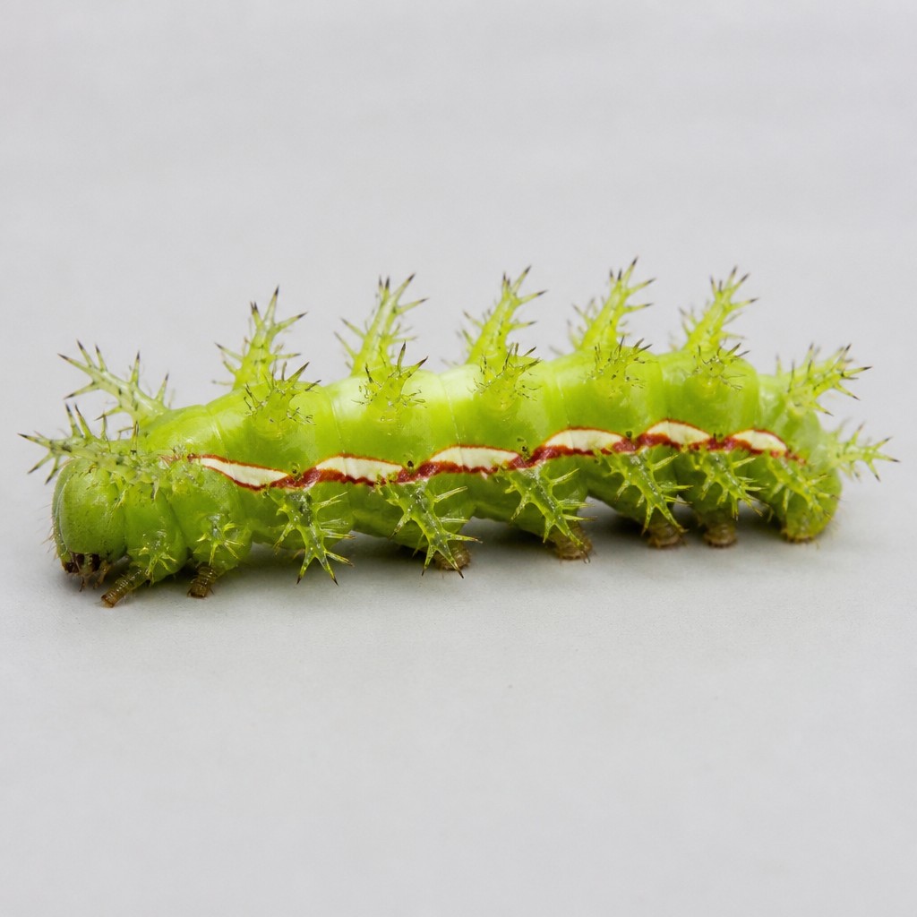 Io Moth Caterpillar