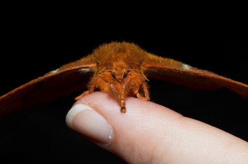 Io Moth Caterpillar Identification Guide