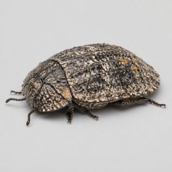 Ironclad Beetle Identification Guide