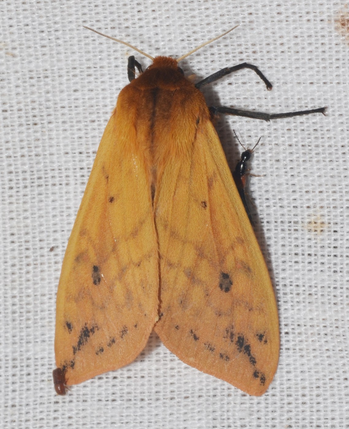 Isabella Tiger Moth (Woolly Bear)