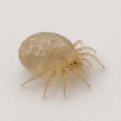 Itch Mite Identification Guide