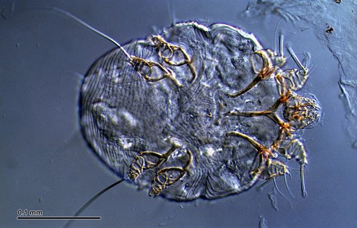 Itch Mite Identification Guide
