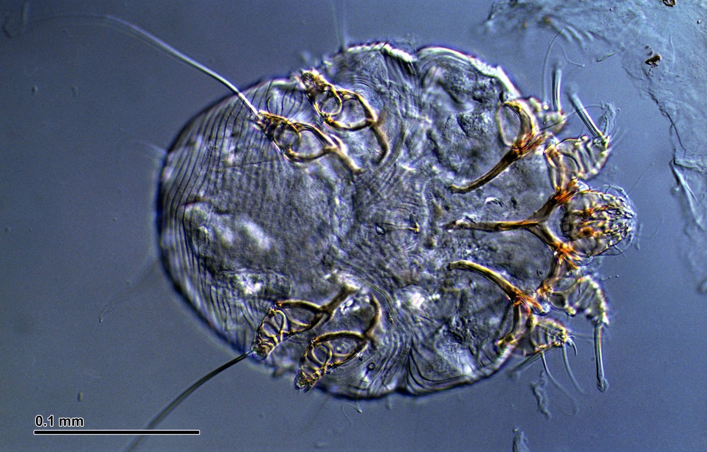 Itch Mite