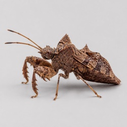 Jagged Ambush Bug Identification Guide