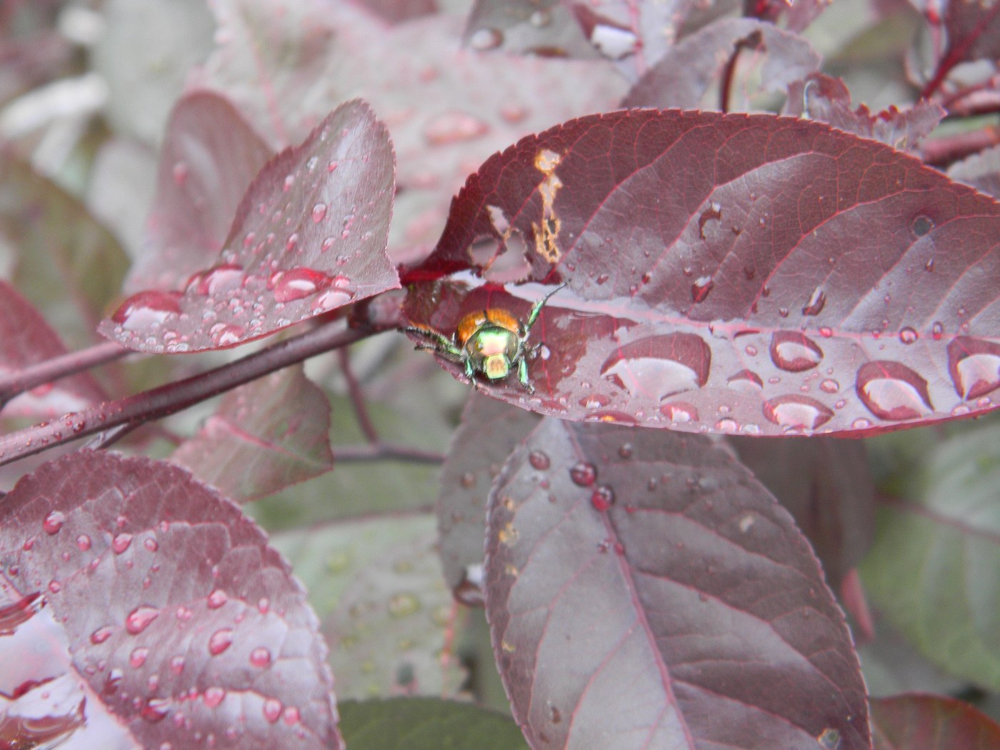 Japanese Beetle