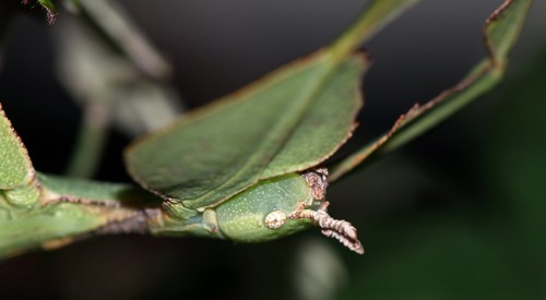 Javanese Leaf Insect Identification Guide