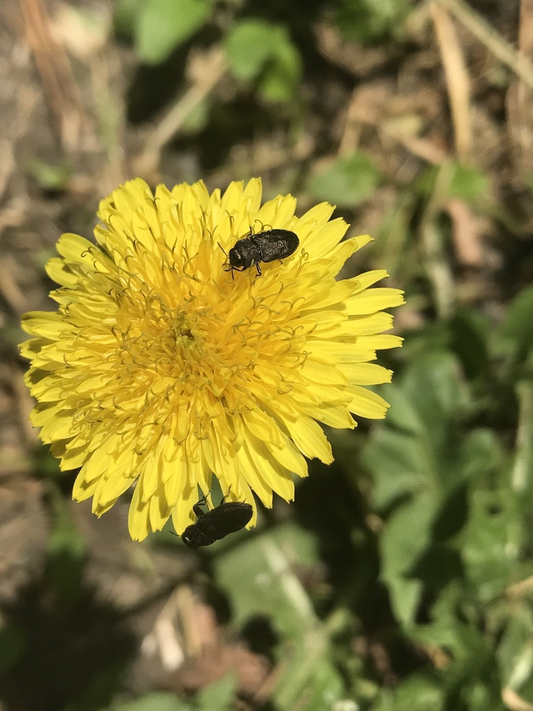 Jewel Beetle