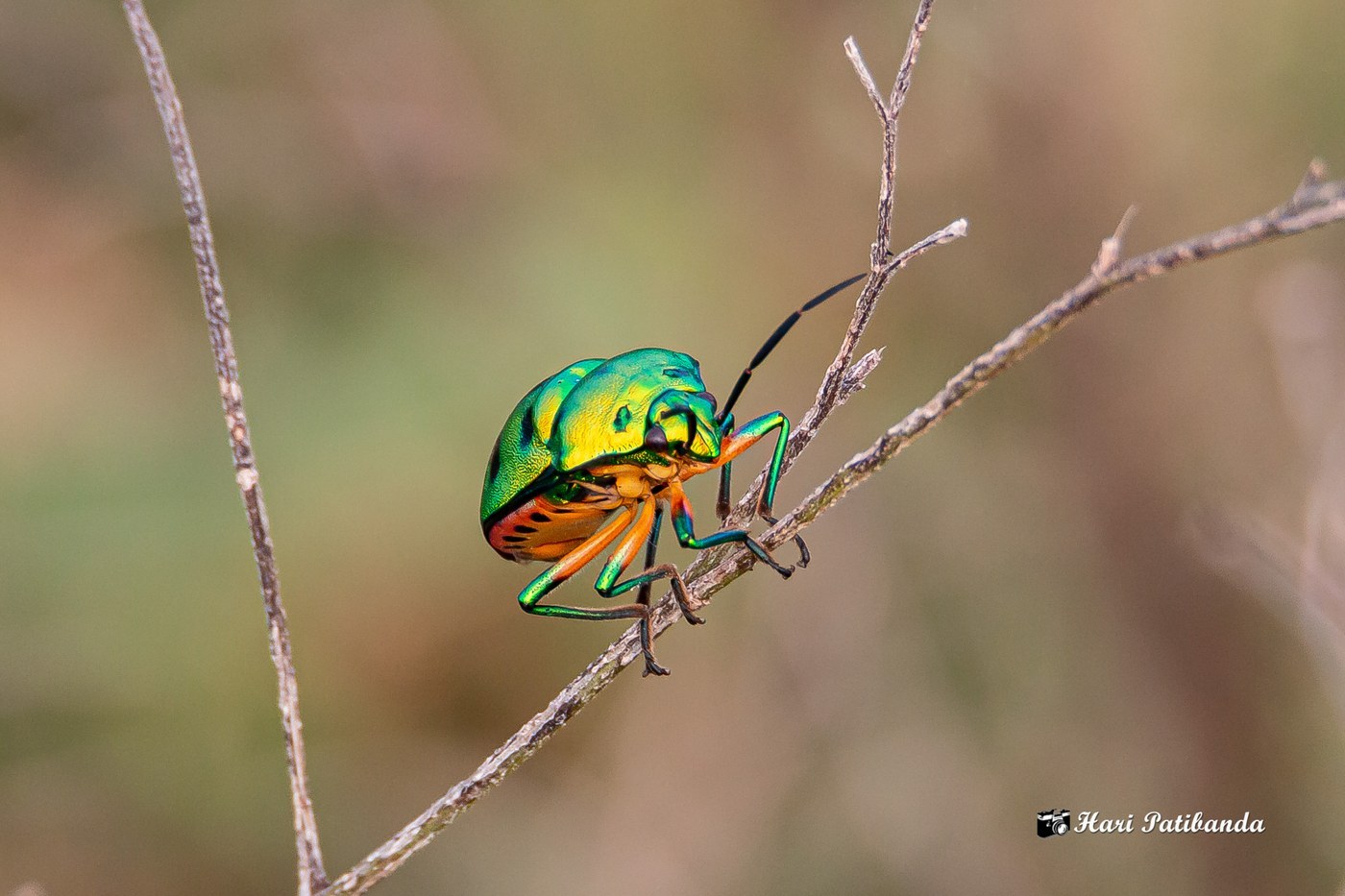 Jewel Bug