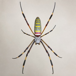 Jorō Spider Identification Guide