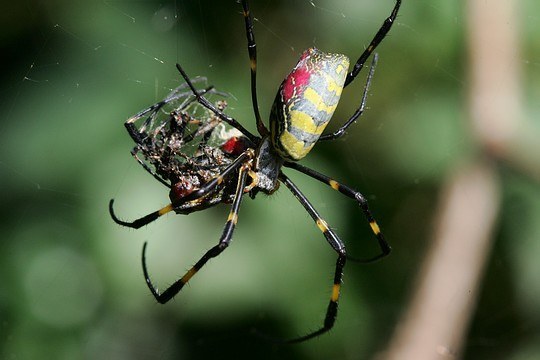 Jorō Spider