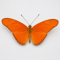 Julia Butterfly Identification Guide