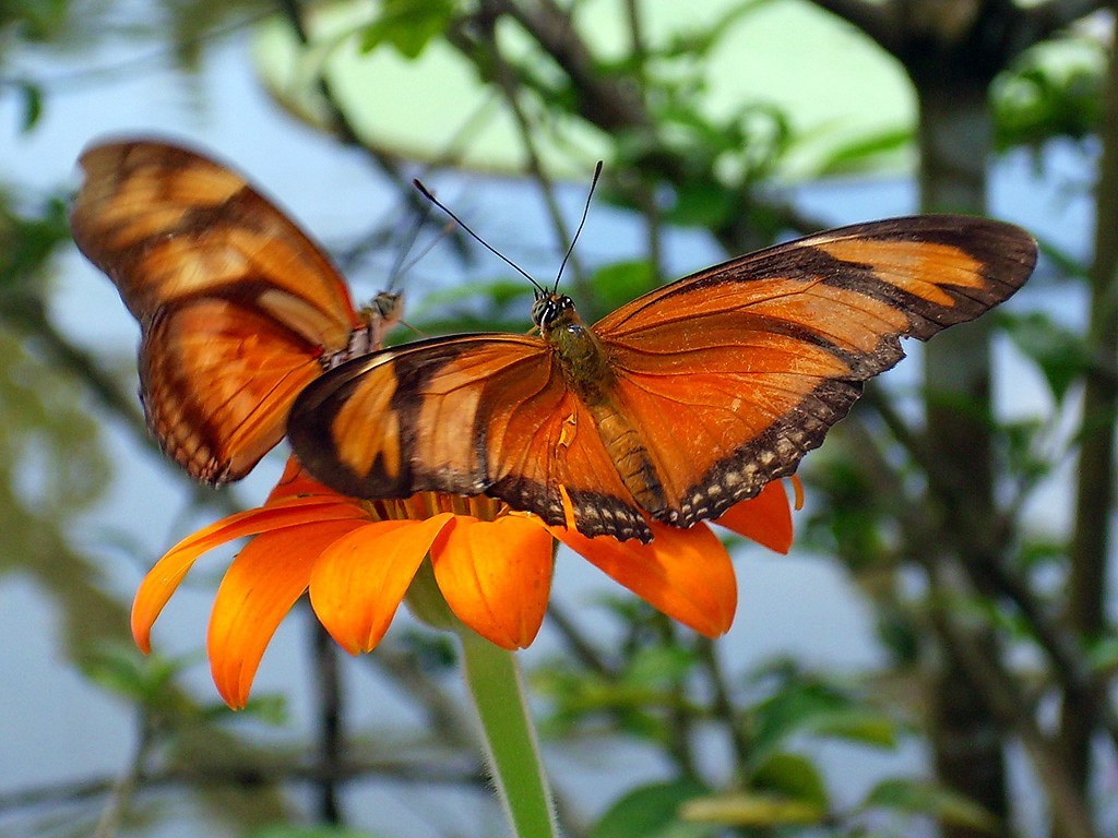 Julia Butterfly