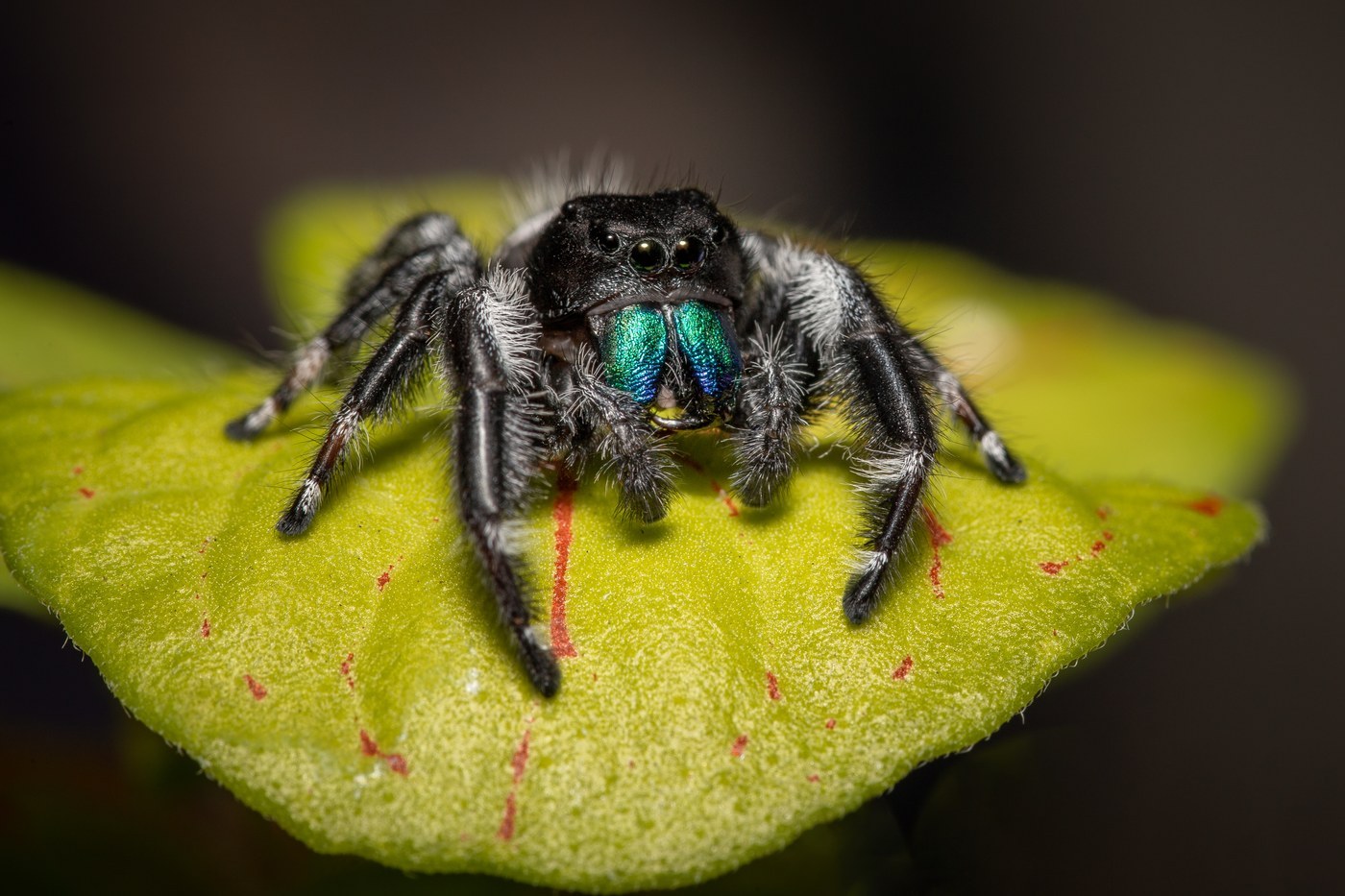 Jumping Spider