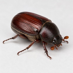 June Beetle Identification Guide