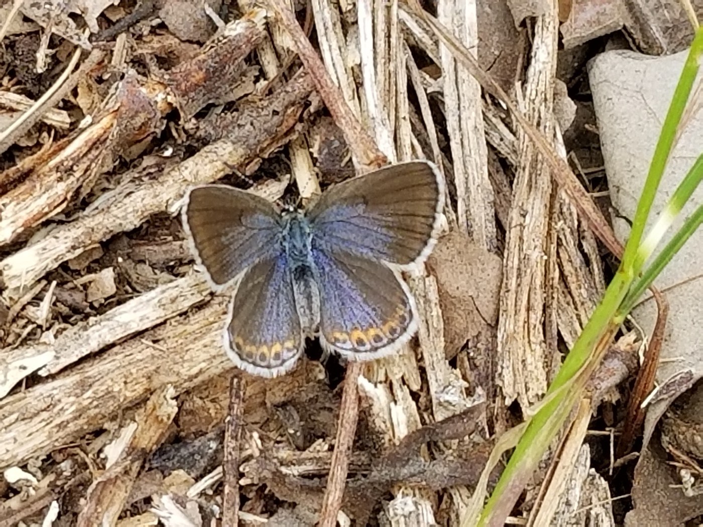 Karner Blue