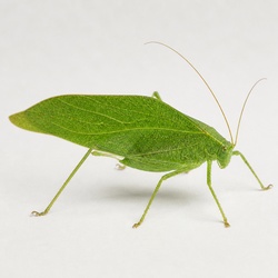 Katydid Identification Guide