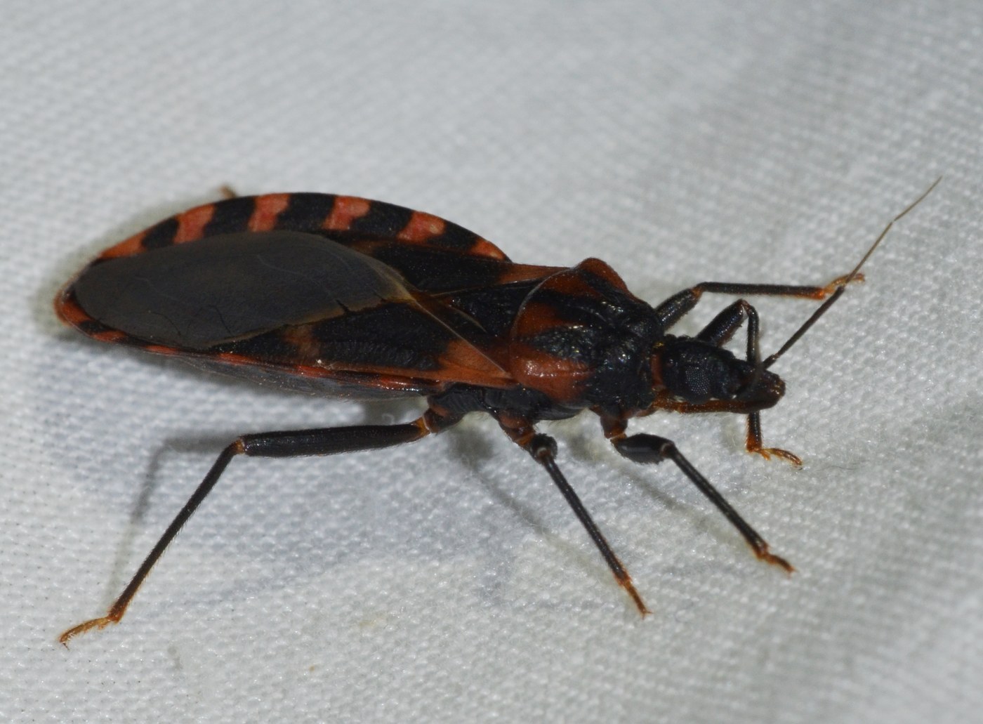 Kissing Bug