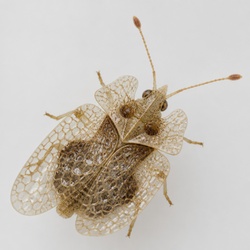 Lace Bug Identification Guide