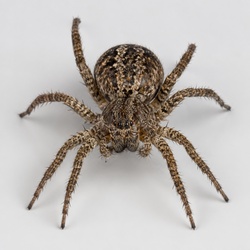 Lace Weaver Spider Identification Guide